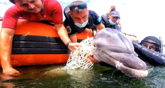 Cagliari. Salvato cucciolo di delfino intrappolato in una rete