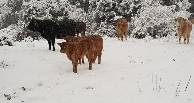 Goceano da fiaba: le immagini più belle della neve a Illorai