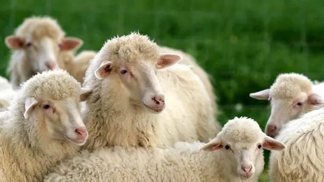 Ovini, l’allarme del Centro Studi Agricoli: “In Sardegna persi quasi 200mila capi in tre anni\"