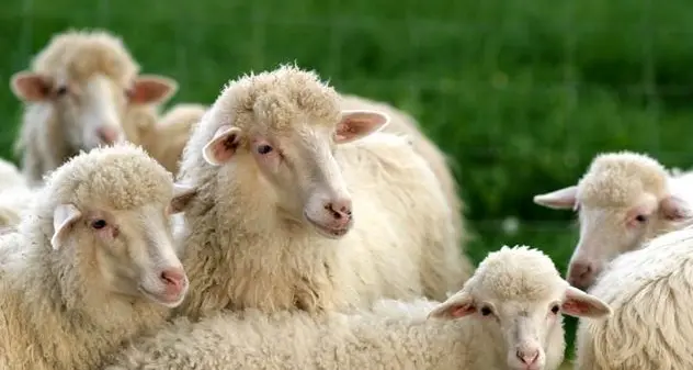 Ovini, l’allarme del Centro Studi Agricoli: “In Sardegna persi quasi 200mila capi in tre anni\"