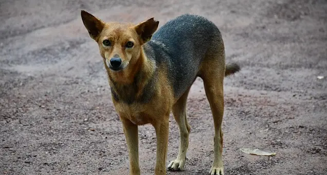 Ragazza uccisa da cani randagi. Oipa: \"Colpa delle amministrazioni inadempienti\"