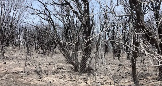 Incendi. Coldiretti: “Subito indennizzi e innalzamento limiti pascolamento”