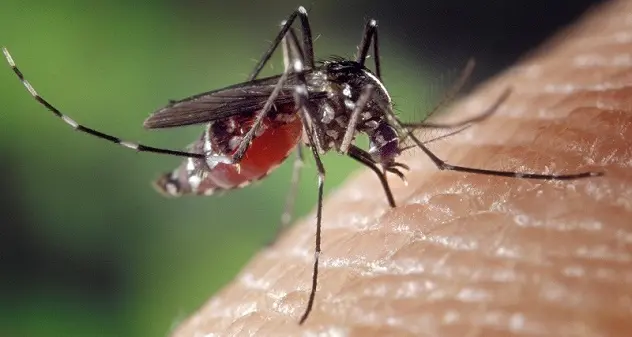 Ancora un caso di malaria nel nord Sardegna, il secondo in pochi giorni