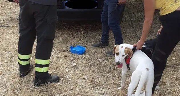 Due cani rimangono chiusi al caldo dentro una macchina, salvati dai Vigili del fuoco