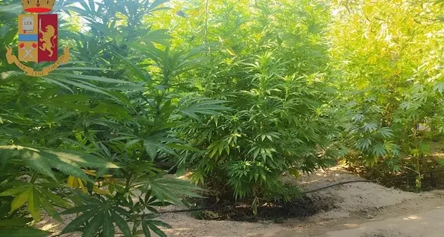 Quartu. Polizia scopre maxi piantagione di cannabis: due in manette