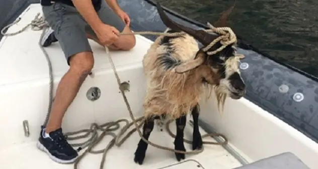 Capra bloccata da giorni su una scogliera a Tavolara: salvata questa mattina