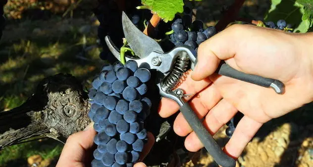 Vendemmia. Calo del 15% in Sardegna rispetto al 2020, ma uve \"di ottima qualità\"