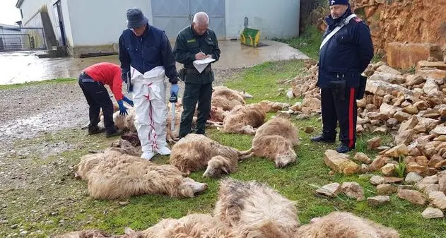 Trinta elveghes bochidas dae sos canes in sa Nurra