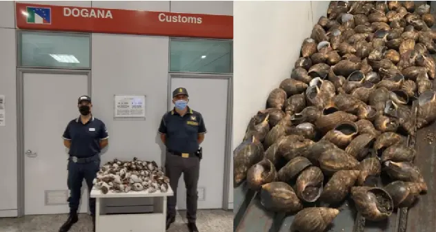Aeroporto Alghero. Sequestrati 30 kg di chiocciole giganti africane senza etichetta