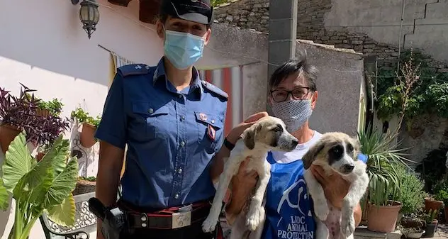 Lieto fine per i due cuccioli di cane salvati a Mandas