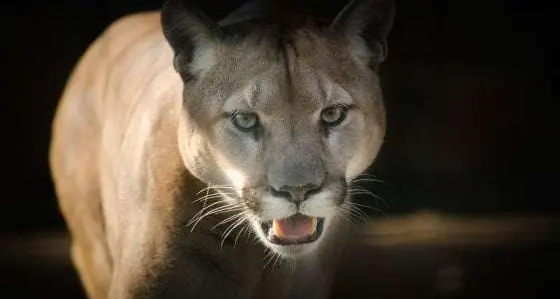 Uccide un puma a mani nude