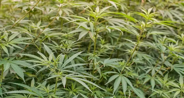 Droga. Blitz della Gdf di Livorno in Sardegna: sequestrati oltre 8 quintali di marijuana