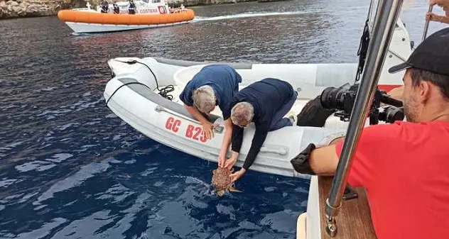 Alghero. Tartaruga liberata in mare dopo mesi di cure