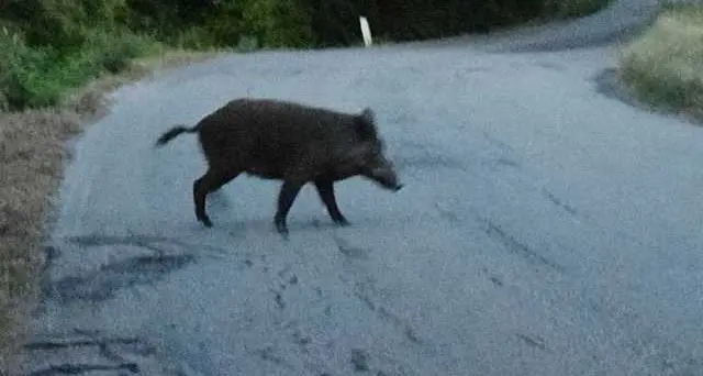 Si scontrano con un cinghiale, un altro automobilista si ferma e porta via l'animale morto