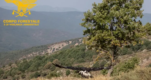 Corpo Forestale e Forestas soccorrono e liberano aquila reale