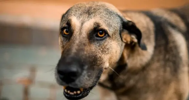 A Tissi guardie zoofile contro maltrattamento animali e randagismo