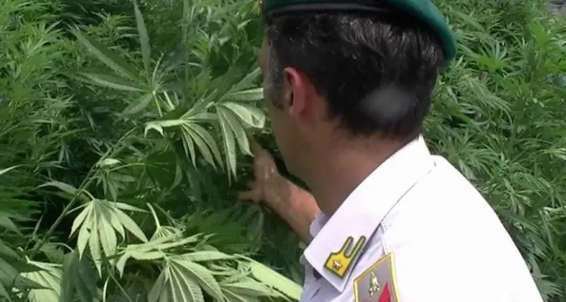 Piantagione di marijuana in casa: arrestato sassarese di 50 anni