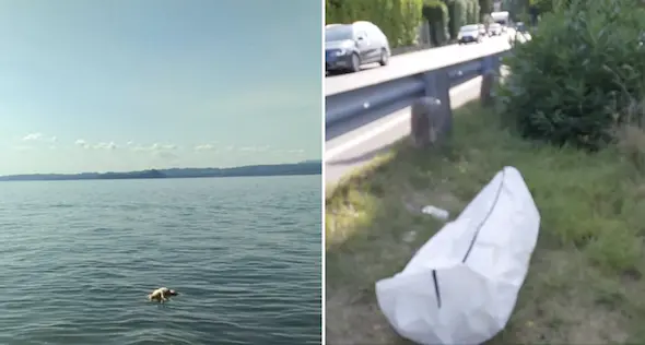 Cane ucciso nel lago di Garda: pietre legate al corpo per farlo affogare