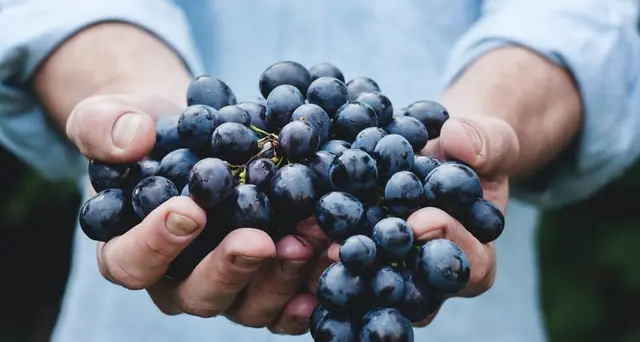 Maltempo. Coldiretti: \"Sos per vendemmia in pieno svolgimento\"