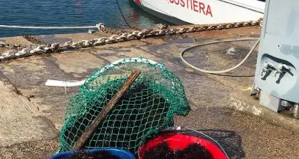 La Guardia Costiera sequestra 500 ricci di mare
