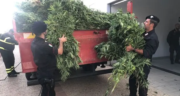 Carabinieri scoprono maxi piantagione di marijuana fra Cossoine e Romana: giovane denunciato