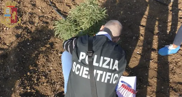 Blitz in un’azienda agricola familiare di Villasor: sequestrate 3mila piante di marijuana. Arrestato il figlio