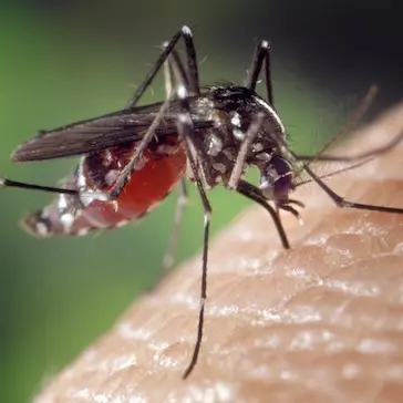 West Nile, casi di positività nei territori di Alghero e Ozieri