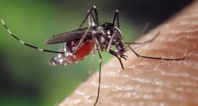 West Nile, casi di positività nei territori di Alghero e Ozieri