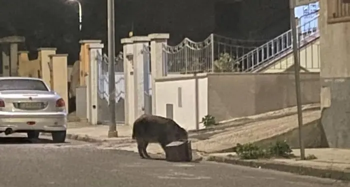 Cinghiale a spasso per Nuoro in cerca di cibo