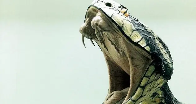 Uccide la moglie facendola mordere da un cobra: condannato a ergastolo