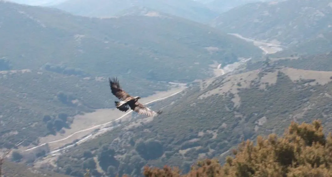 Forestas: liberata un’aquila reale nei monti ogliastrini