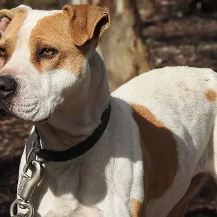Capoterra. Anziano quasi sbranato da due pitbull: tratto in salvo da un vicino