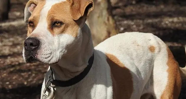 Capoterra. Anziano quasi sbranato da due pitbull: tratto in salvo da un vicino