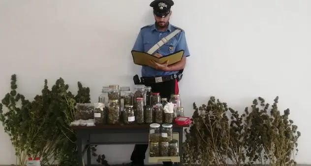 Arzachena. In casa 19 piante di marijuana, incensurato nei guai