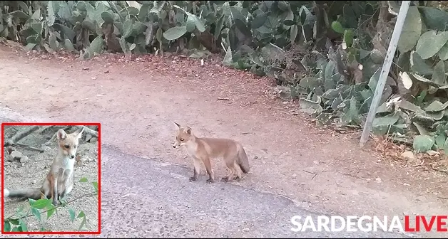 La piccola volpe gioca con i gattini in pineta. VIDEO