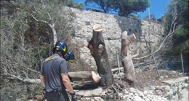 Calamosca, tragedia sfiorata in spiaggia per la caduta di un albero. La zona è stata messa in sicurezza dai Vigili del Fuoco