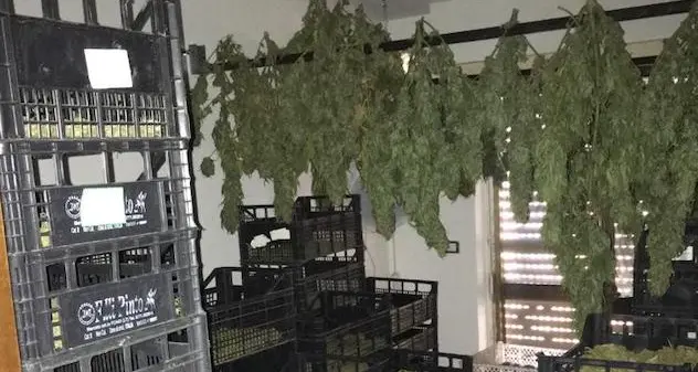 Nuoro. Oltre 4 quintali di marijuana sequestrata in pieno centro