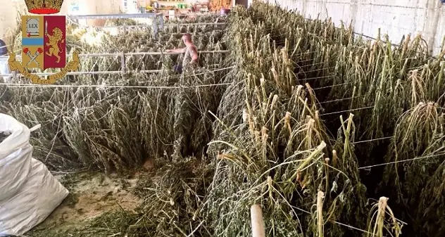 Blitz polizia in un capannone a Orosei: 6.300 piante di marijuana. Arrestati tre allevatori