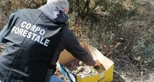 Tartarughe protette sequestrate in un albergo della Costa Smeralda