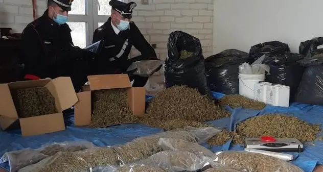 Villasor. Scoperta piantagione di cannabis, due arresti