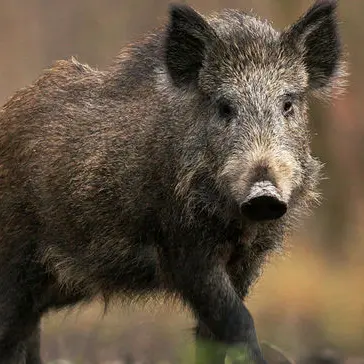 Azzannato da un cinghiale: grave un cacciatore, all'ospedale in elisoccorso