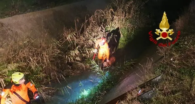 Maracalagonis. Vigili del fuoco salvano due cani caduti in un canale