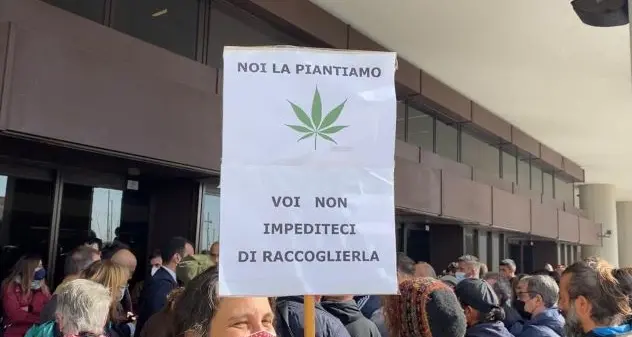 Canapa legale. Coltivatori in piazza a Cagliari: \"Sostegno al settore\"