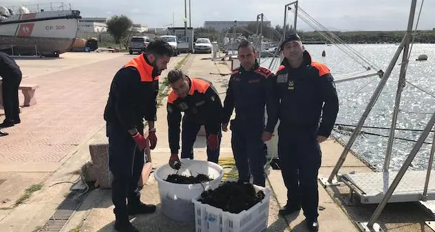 Ricci di mare, controlli a tappeto della Guardia costiera: denunciato un pescatore