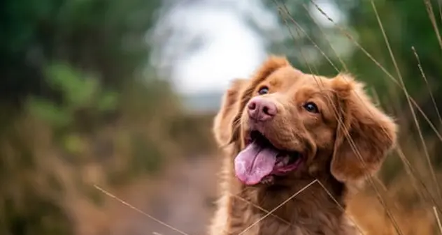 Neonata abbandonata in un sacchetto di plastica viene salvata da un cane