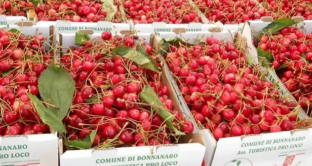 Bonnanaro e la Fiera delle ciliegie: il Comune parteciperà all’avviso regionale per i grandi eventi