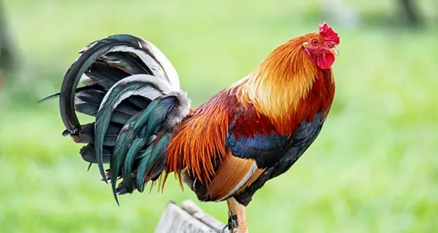 Il gallo può cantare anche se i vicini se ne lamentano: lo ha stabilito il giudice