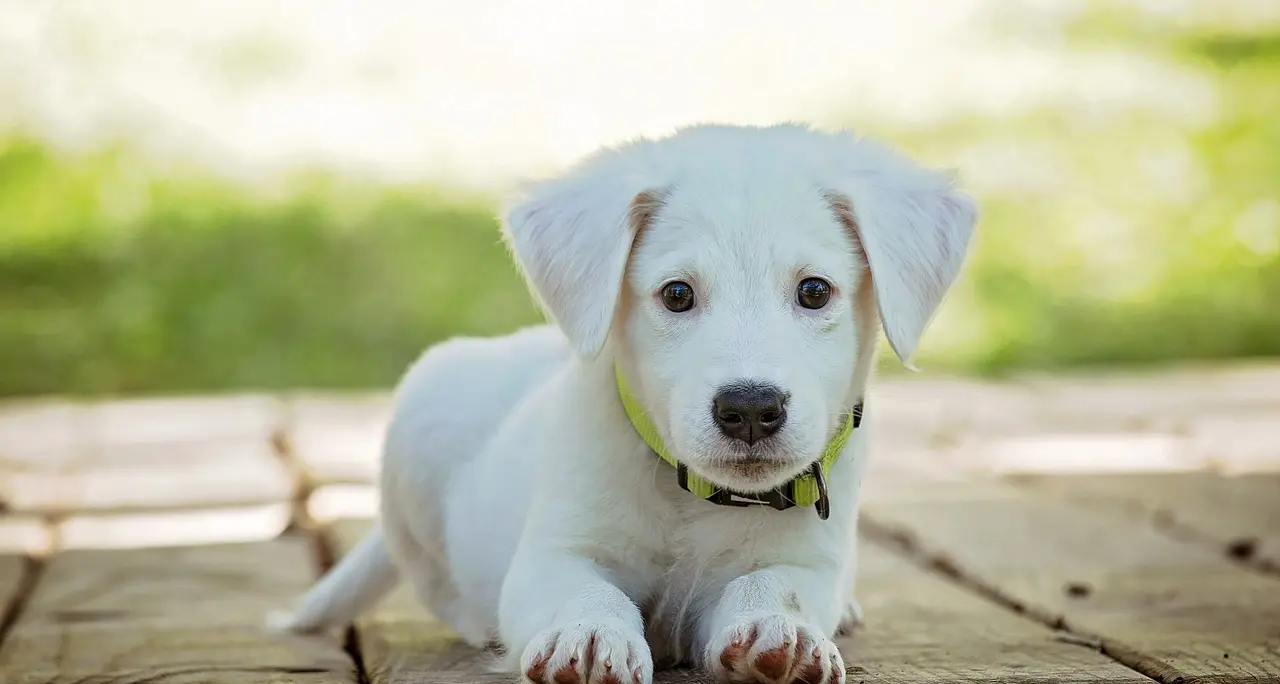 A Mara l’aggiornamento dell’Anagrafe Canina