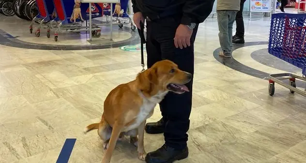 Cucciola scompare nel nulla. La padrona in lacrime la ritrova al Carrefour di Quartu