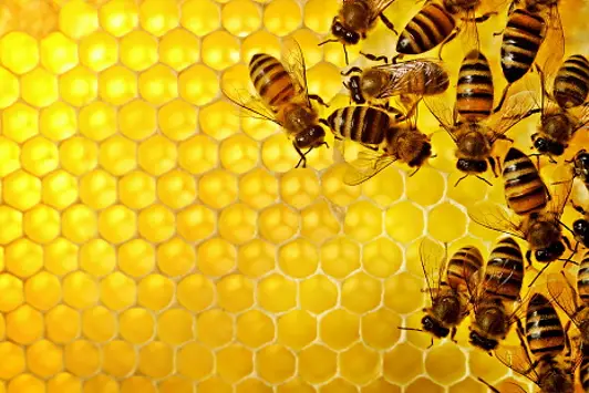 close up shot of bees working in their hive at morning